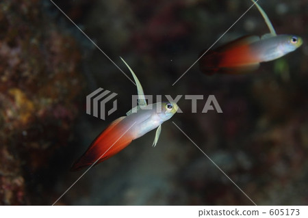 水下照片 蝦虎魚 山漆 605173