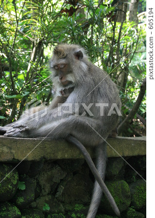 猴子 猴 動物 605194