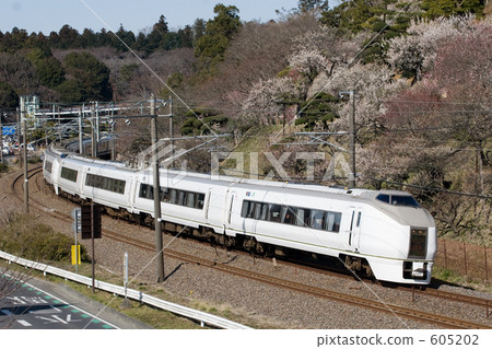 Kairakuen與超市的李子 605202