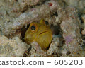 jawfish, underwater photograph, in the sea 605203