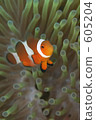 Ocellaris Clownfish, anemone fish, anemonefish 605204