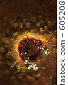 paguritta gracilipes, hermit crab, in the sea 605208