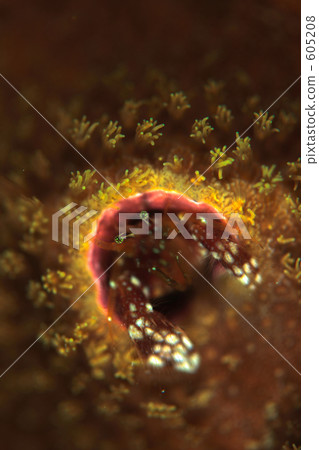 paguritta gracilipes, hermit crab, in the sea 605208