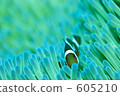 coral, Ocellaris Clownfish, anemone fish 605210
