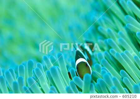 coral, Ocellaris Clownfish, anemone fish 605210