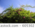 bloom, blossom, blossoms 605302