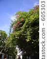 bougainvillea, bougainvillaea, bloom 605303