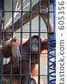 chimp, chimpanzee, zoo 605356