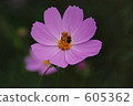 bee, honeybee, cosmos 605362