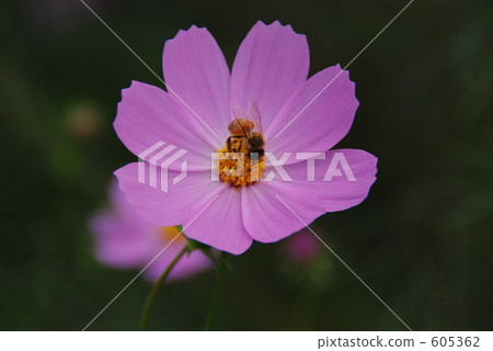 bee, honeybee, cosmos 605362