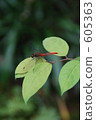 red dragonfly, dragonfly, foliage 605363