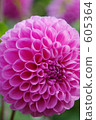 dahlia, dahlias, petal 605364
