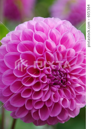 dahlia, dahlias, petal 605364