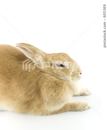 兔子 野兔 兔 605369