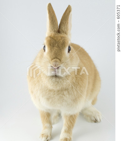 荷蘭侏儒 兔子 兔 605371