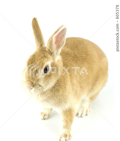 荷蘭侏儒 兔子 兔 605378