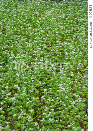 蕎麥田裡到處都是鮮花 605621