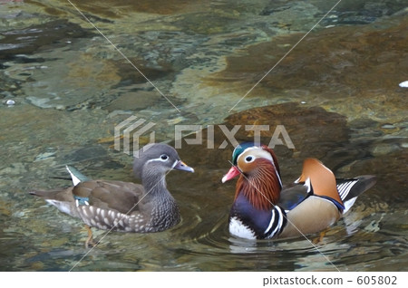 奧利弗的人 奧利弗的人 605802