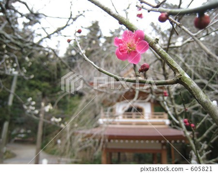 Jodhiji的梅花 605821