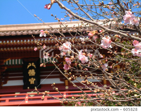 Kawazu櫻桃樹在八幡宮神社 605828
