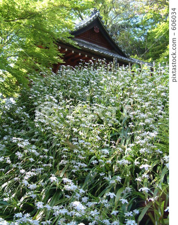 Shaga of Mythoji 606034