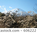 japanese pampas grass, fuji mountain, fuji-san 606222