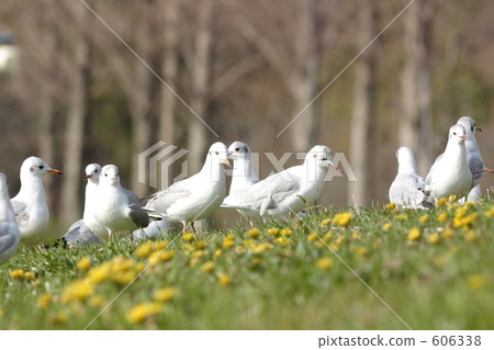 Yurikome和蒲公英 606338