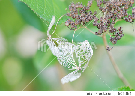 Withering remains Beautiful vein vein of hydrangea 606364