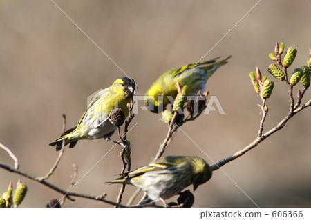 A group of mahiwas 606366