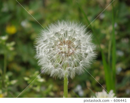 fluff, fluffy, fuzz 606441