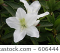 rose bay, azalea, azaleas 606444