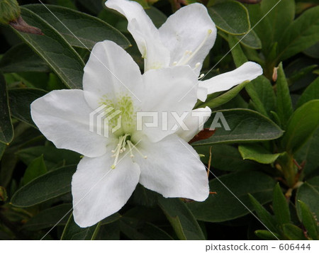 rose bay, azalea, azaleas 606444