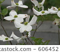 flowering dogwood, bloom, blossom 606452
