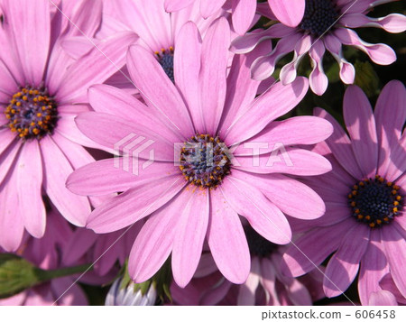 petal, petals, flower petals 606458