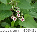paederia scanden, skunk vine, bloom 606481