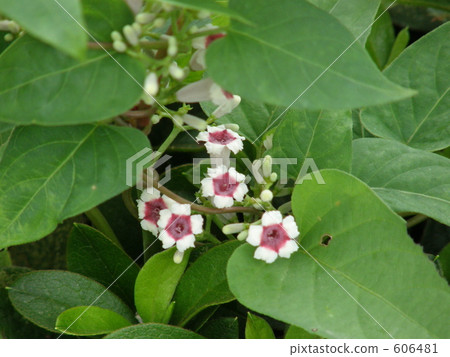 paederia scanden, skunk vine, bloom 606481