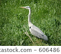 grey heron, gray heron, bird 606486