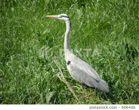 grey heron, gray heron, bird 606486