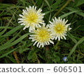 dandelion, bloom, blossom 606501