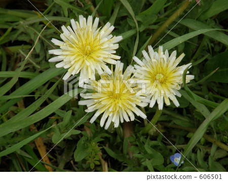 dandelion, bloom, blossom 606501