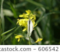 rape, small cabbage white butterfly, butterfly 606542