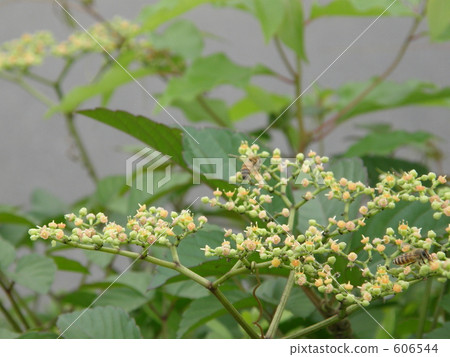 barbarea orthoceras, cayratia japonica, landscape 606544