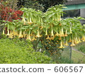 angel's trumpet, flower garden, flower field 606567