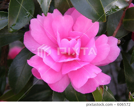 sasanqua, along the river, riverside 606572