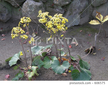 oriental false hawksbeard, youngia japonica, wildflower 606575