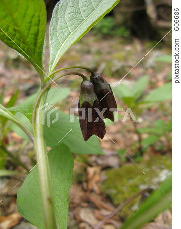 Poison grasshopper 606686