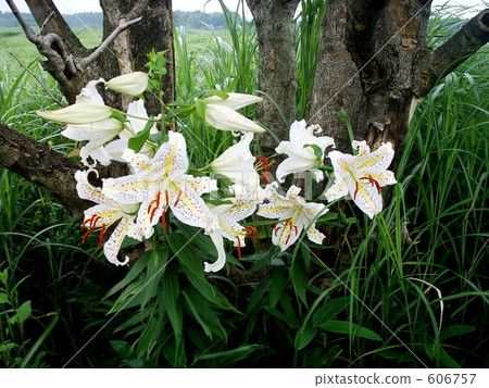 Yuri Yuri的草原 606757