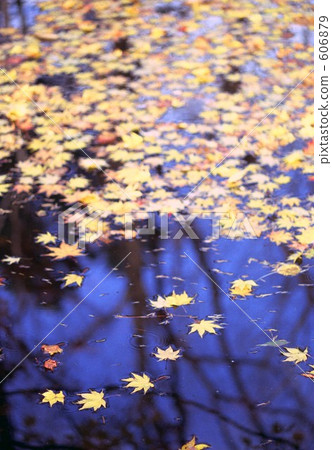 湖面 紅葉 落葉 606879