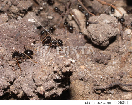 An ant An ant 606891