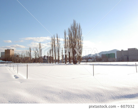 Poplar a tree 607032